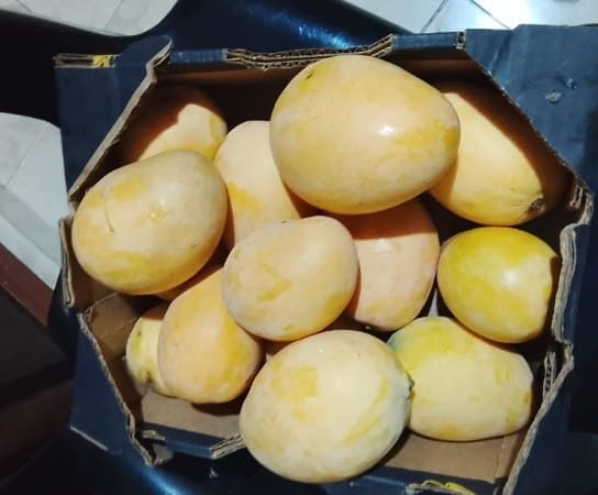 Ripe Mingolo mangoes in a JL box