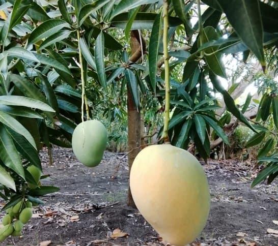Mango Mingolo en el árbol