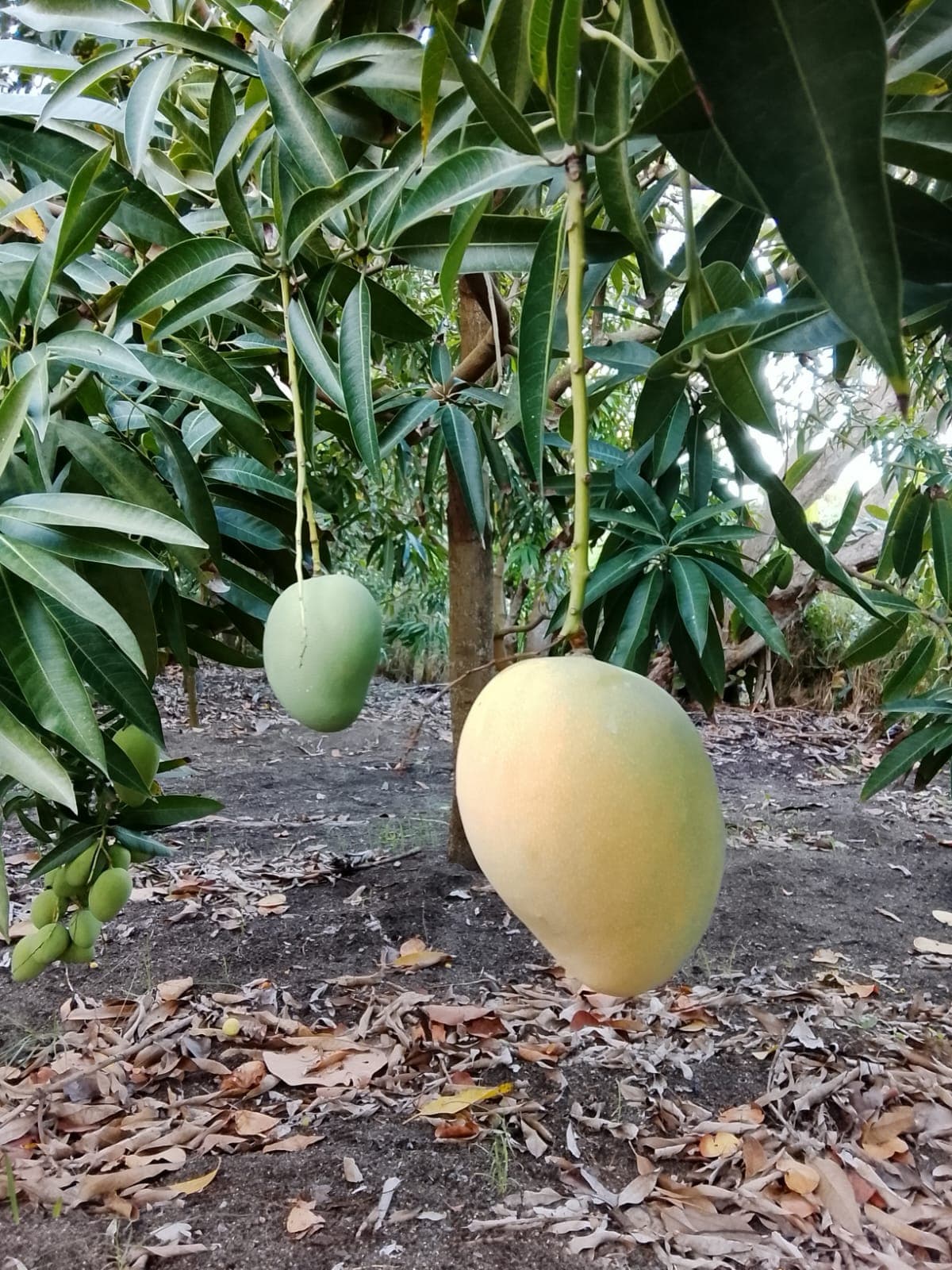 Mango Mingolo madurando en el árbol