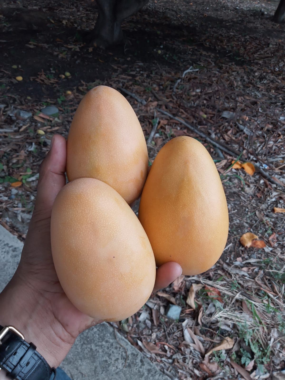 Mango Mingolo recién cosechado en la mano