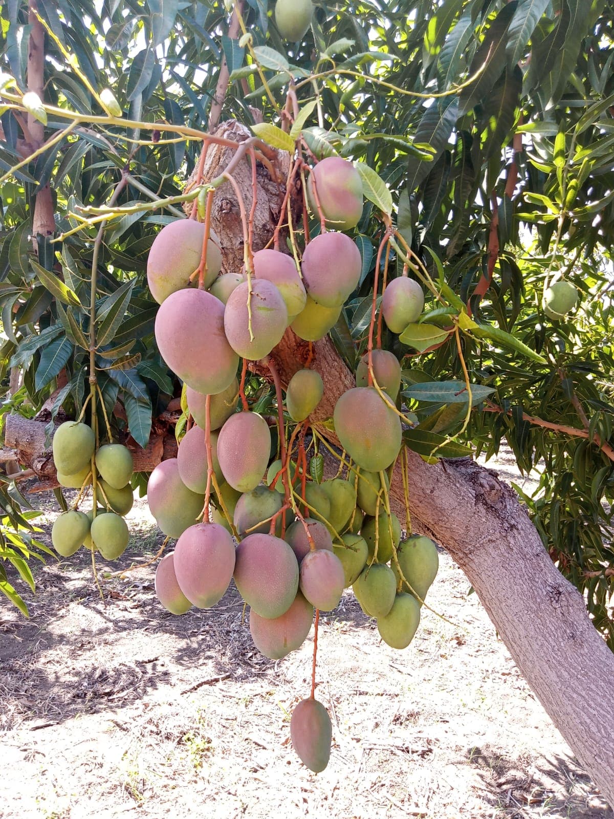 Cluster of mangoes on the farm
