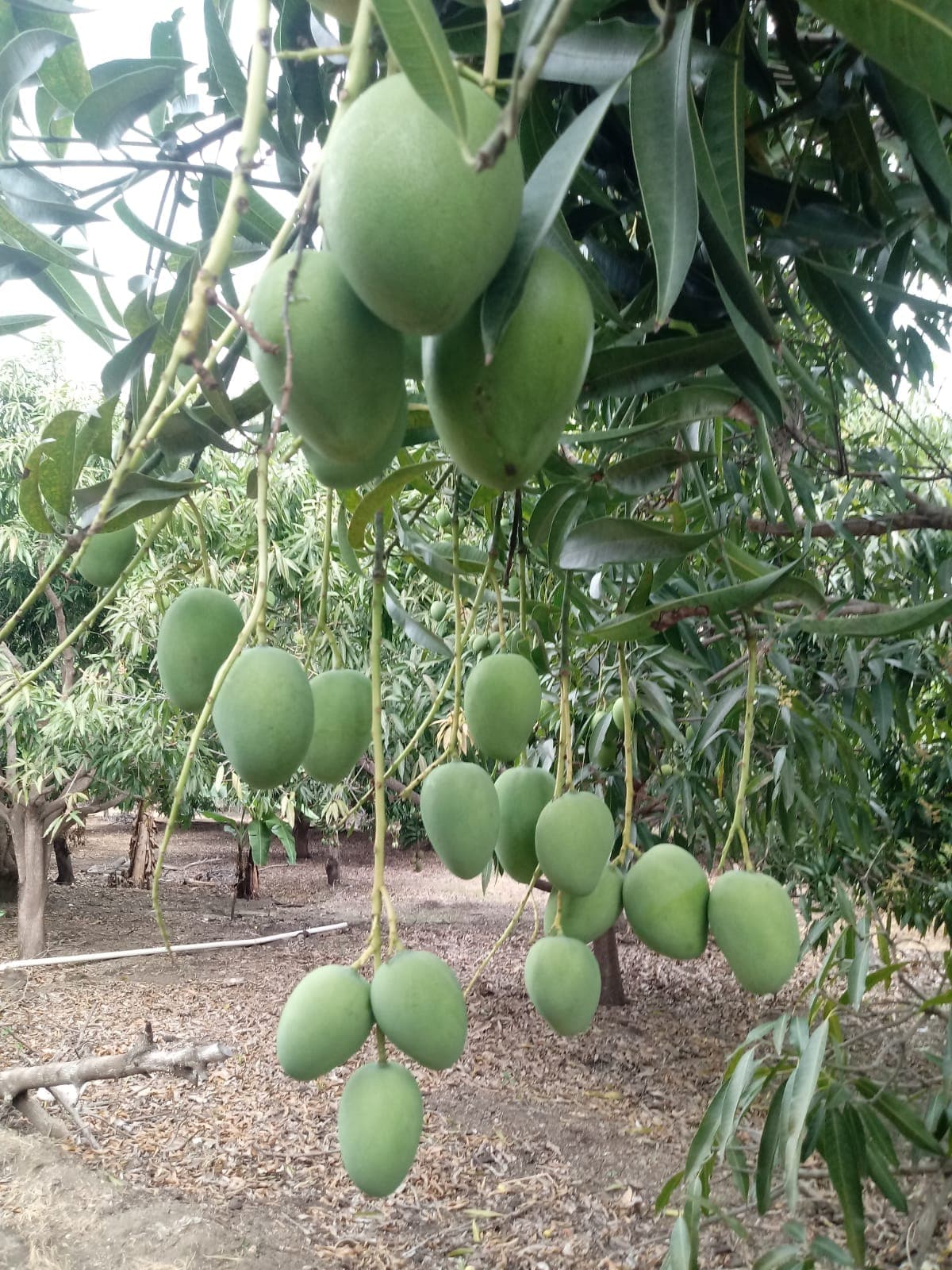 Green mangoes on the tree