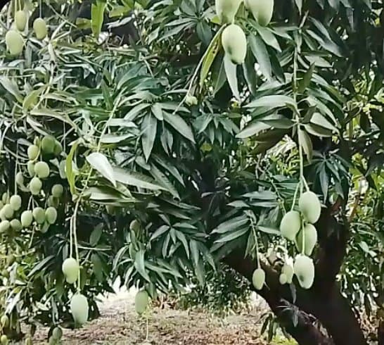 Mingolo mango on the tree in Paya, Baní